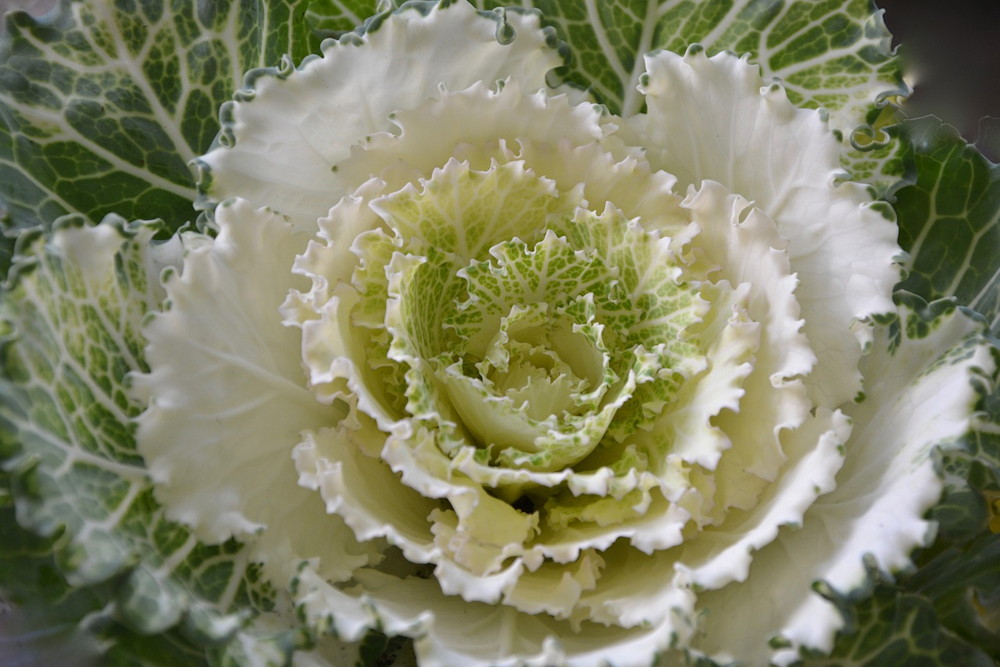 Discover the Winter Charm of Ornamental Cabbages