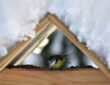 Winter Feeding for Tits in Your Garden