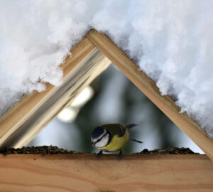 Winter Feeding for Tits in Your Garden