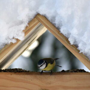 Winter Feeding for Tits in Your Garden