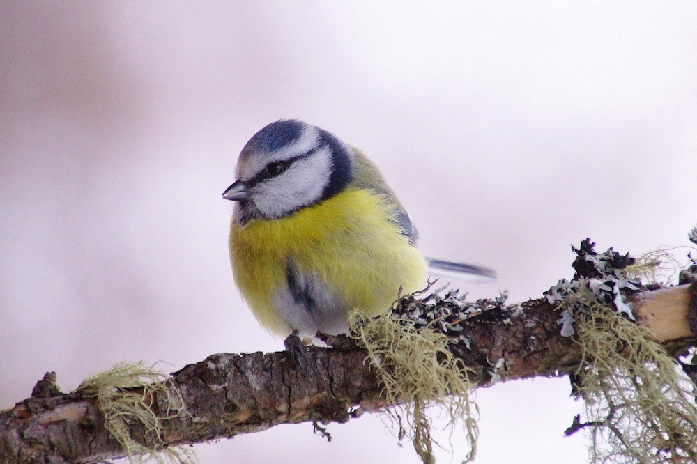 Winter Feeding for Tits: Nurturing Your Garden's Charming Avian Visitors