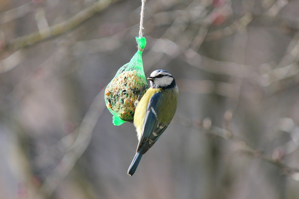 Winter Feeding for Tits: Nurturing Your Garden's Charming Avian Visitors