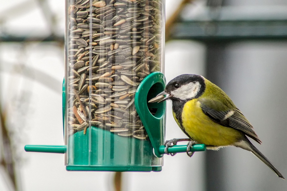 Winter Feeding for Tits: Nurturing Your Garden's Charming Avian Visitors