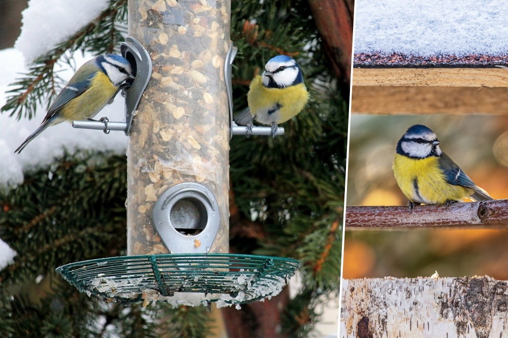 Winter Feeding for Tits: Nurturing Your Garden's Charming Avian Visitors