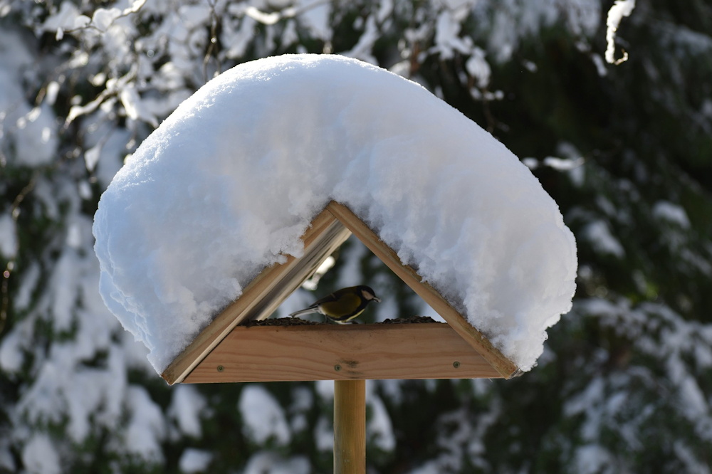 Winter Feeding for Tits: Nurturing Your Garden's Charming Avian Visitors