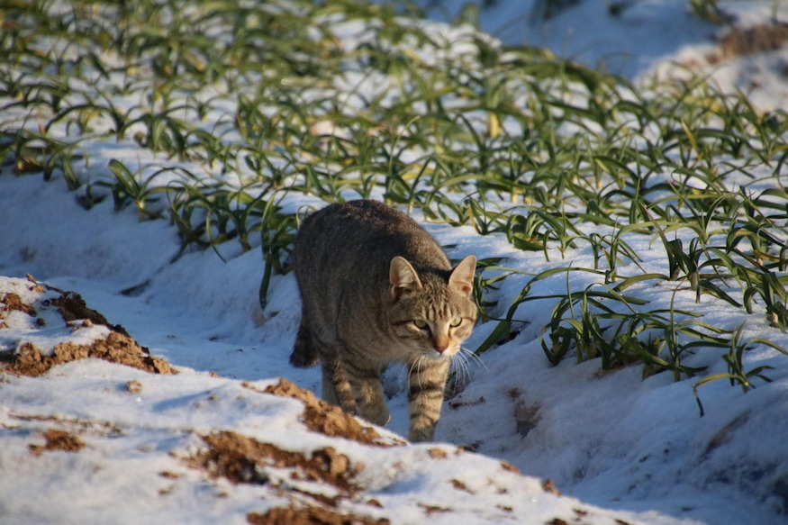 What Did Gardeners Do in Winter in the Past?