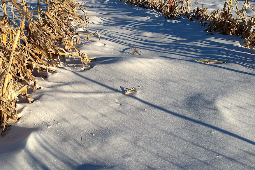 What Did Gardeners Do in Winter in the Past?