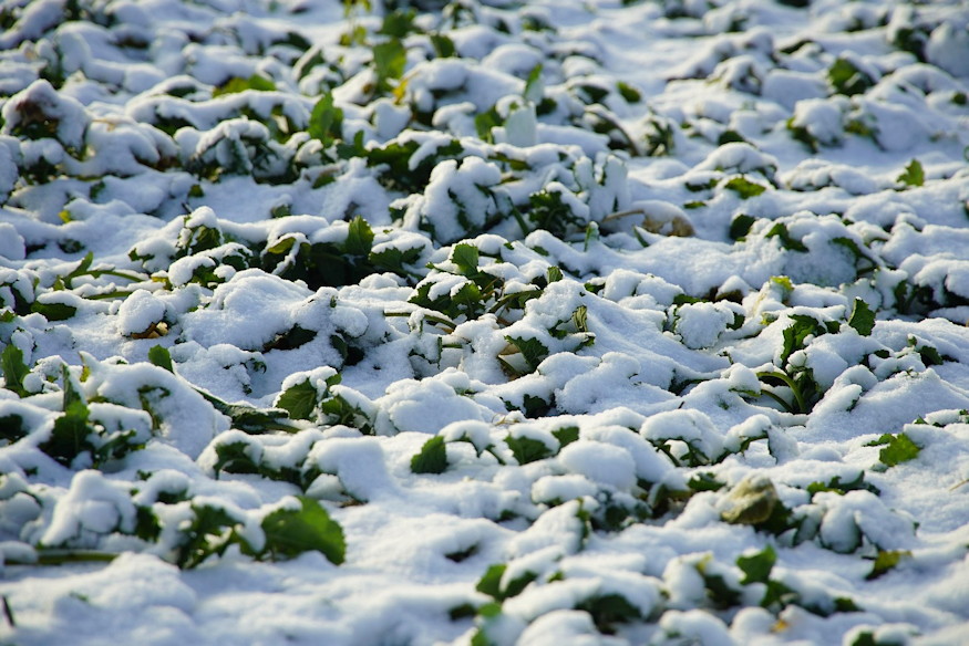 What Did Gardeners Do in Winter in the Past?