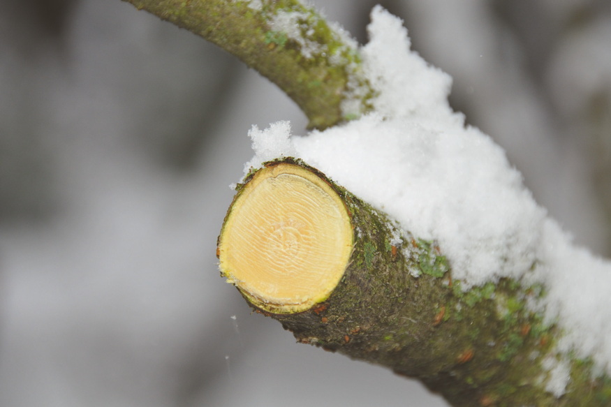 What Did Gardeners Do in Winter in the Past?