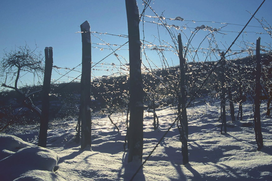 What Did Gardeners Do in Winter in the Past?