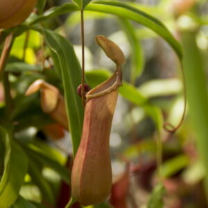 Winter Warriors: 3 Challenging Indoor Plants