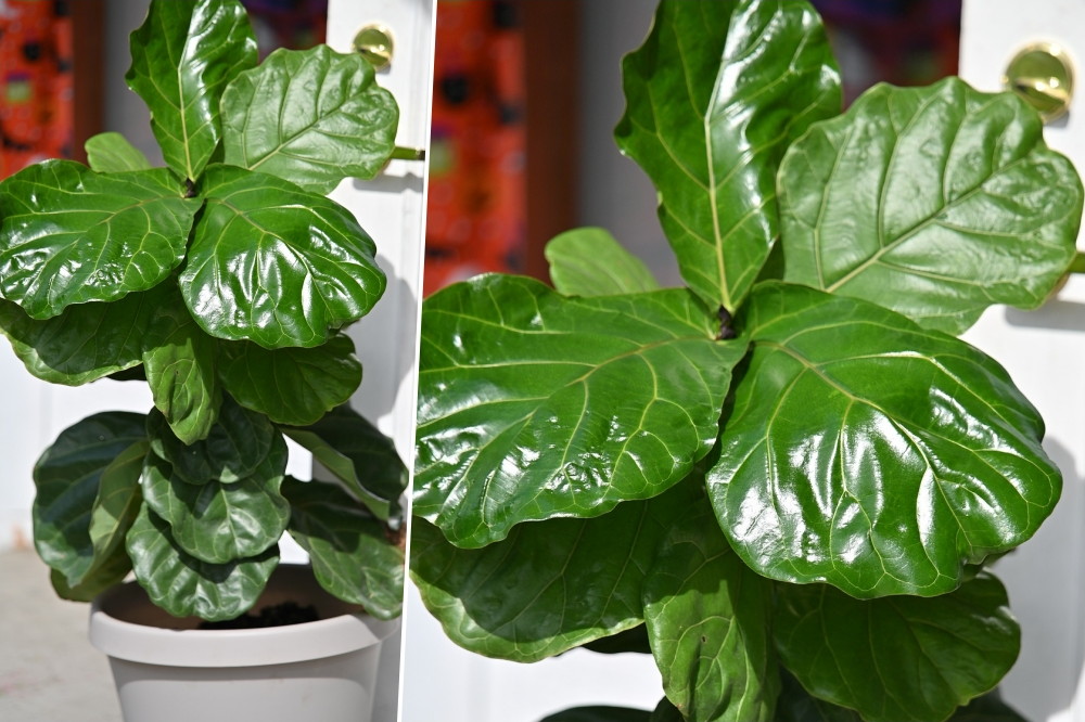 Winter Warriors: 3 Challenging Indoor Plants Worth the Effort