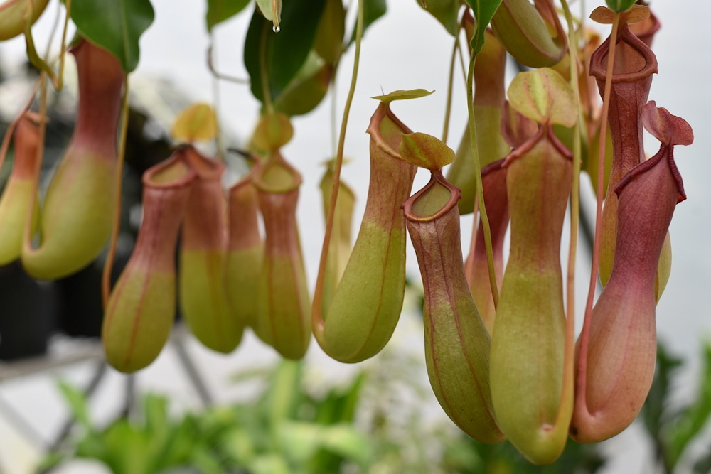 Winter Warriors: 3 Challenging Indoor Plants Worth the Effort