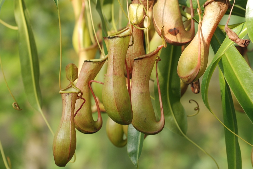 Winter Warriors: 3 Challenging Indoor Plants Worth the Effort