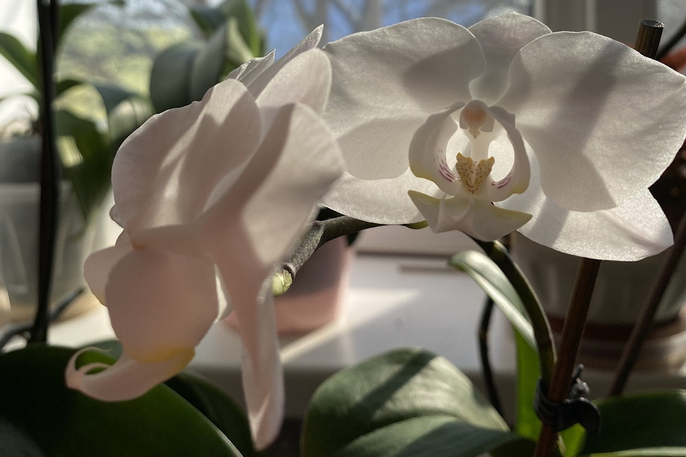 Winter Warriors: 3 Challenging Indoor Plants Worth the Effort