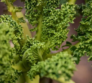 Winter Wellness: Nutrient-Packed Vegetables