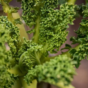 Winter Wellness: Nutrient-Packed Vegetables