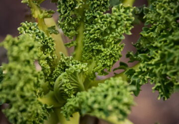 Winter Wellness: Nutrient-Packed Vegetables