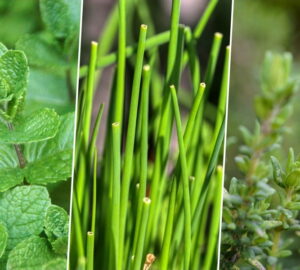 Herbs to Brighten Your Winter Windowsill