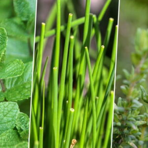 Herbs to Brighten Your Winter Windowsill
