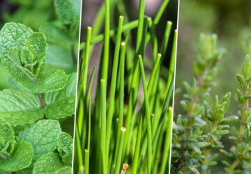 Herbs to Brighten Your Winter Windowsill