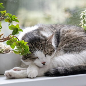 Winter Windowsills – What Can They Really Handle?