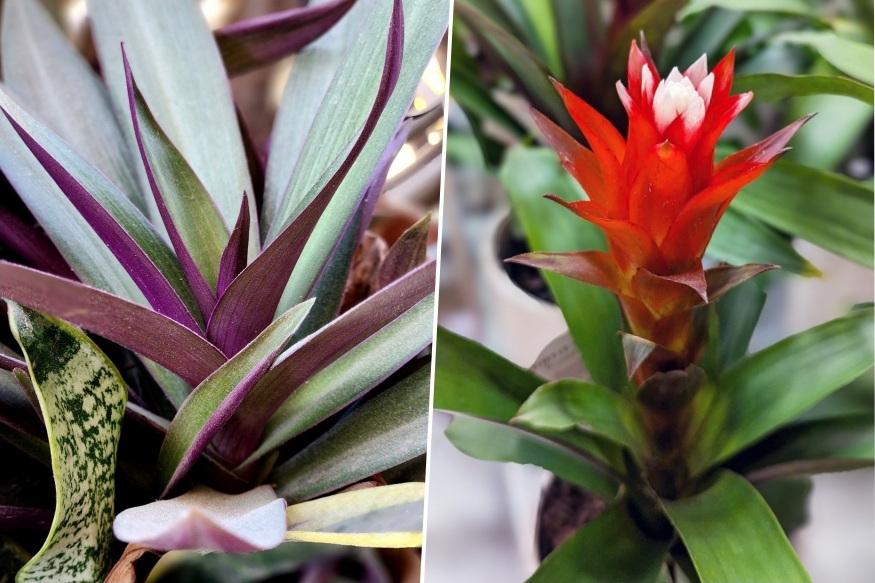 Winter Windowsills – What Can They Really Handle?