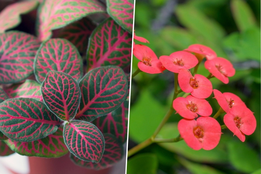 Winter Windowsills – What Can They Really Handle?