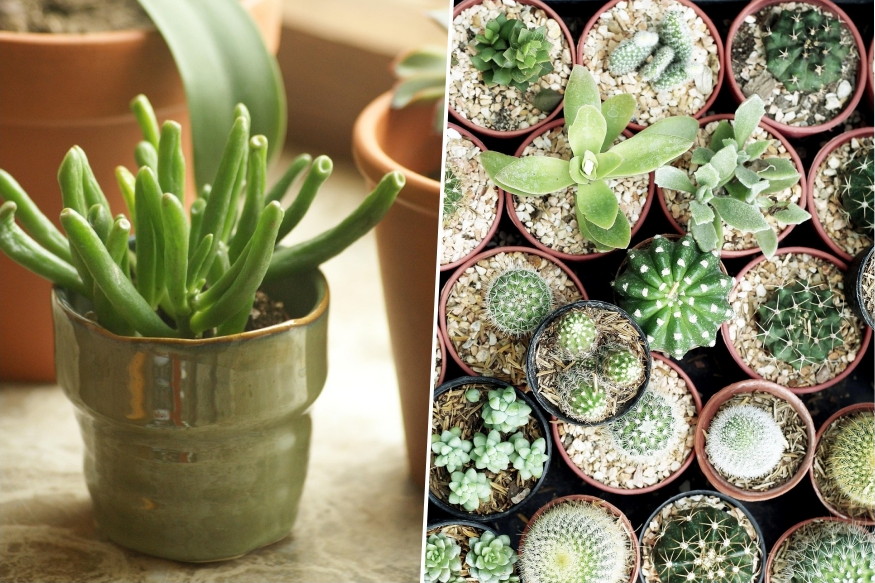 Winter Windowsills – What Can They Really Handle?