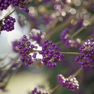 Bodinier's Beautyberry in the Garden
