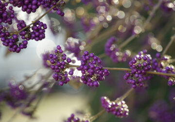 Bodinier's Beautyberry in the Garden