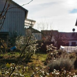 When and How to Cut Back Withered Plant Parts