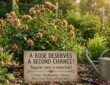 Your Rose Isn't Finished Yet