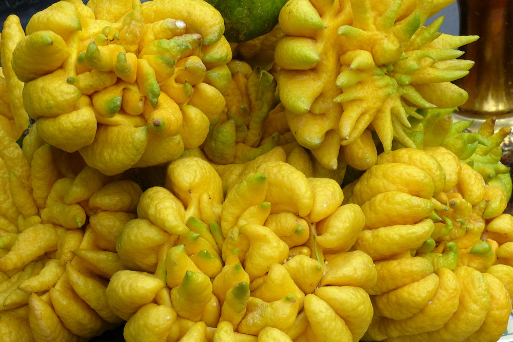 Deciphering the Citrus Enigma of Buddha's Hand